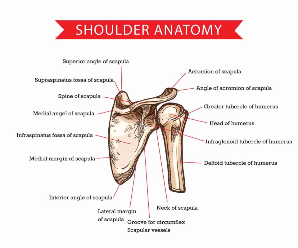 shoulder anatomy