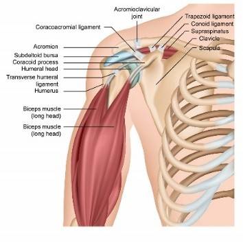 shoulder diagram